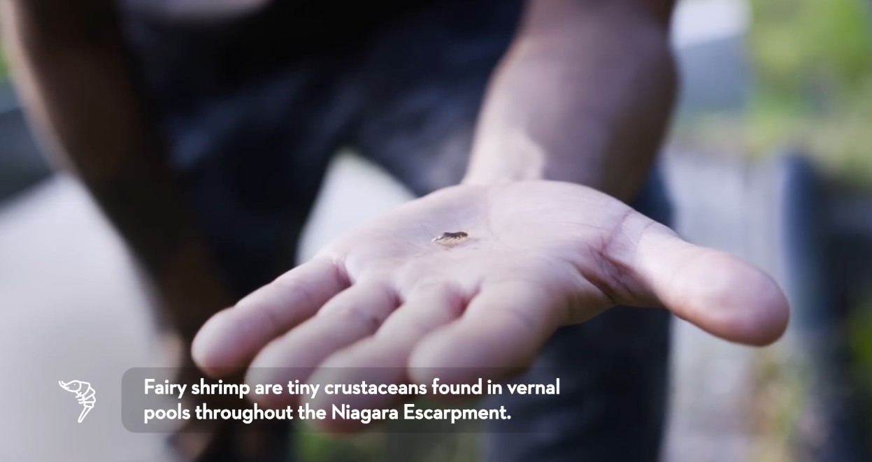 Fairy Shrimp