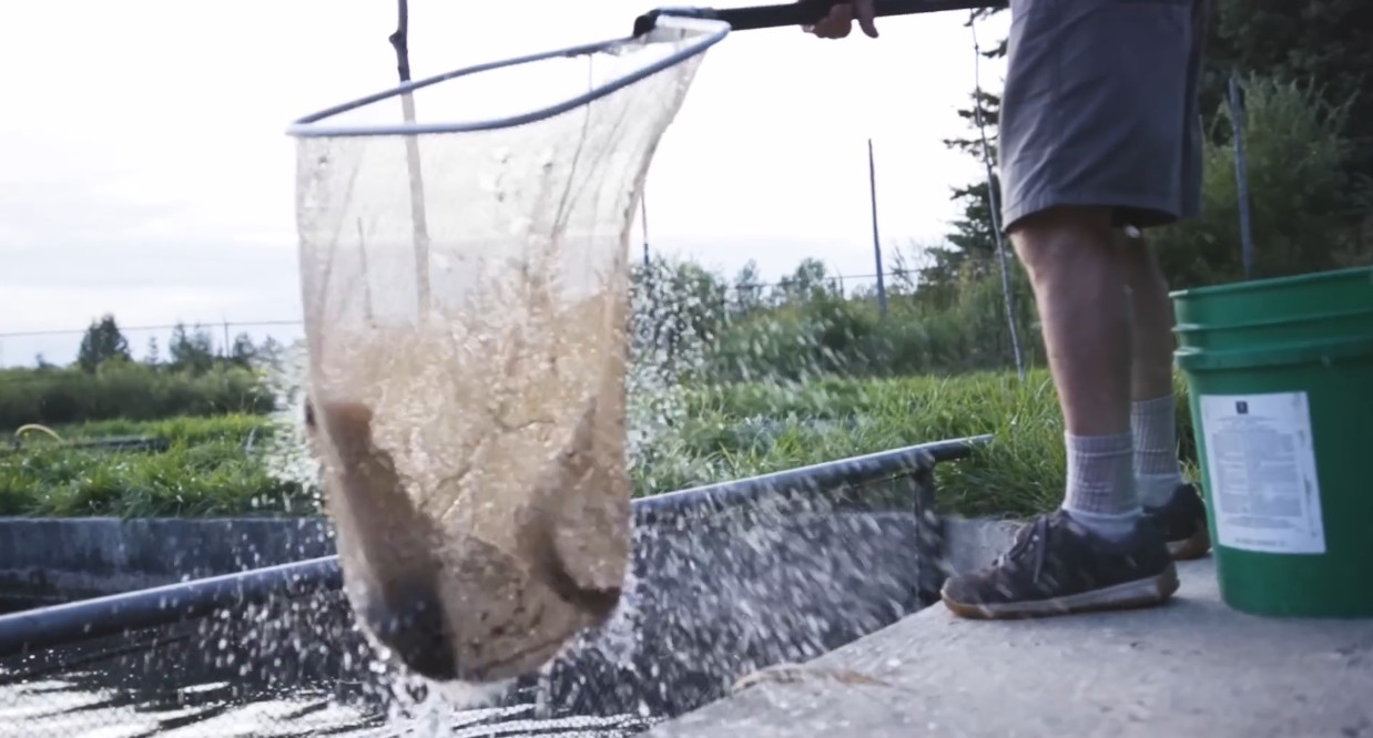Fish netted
