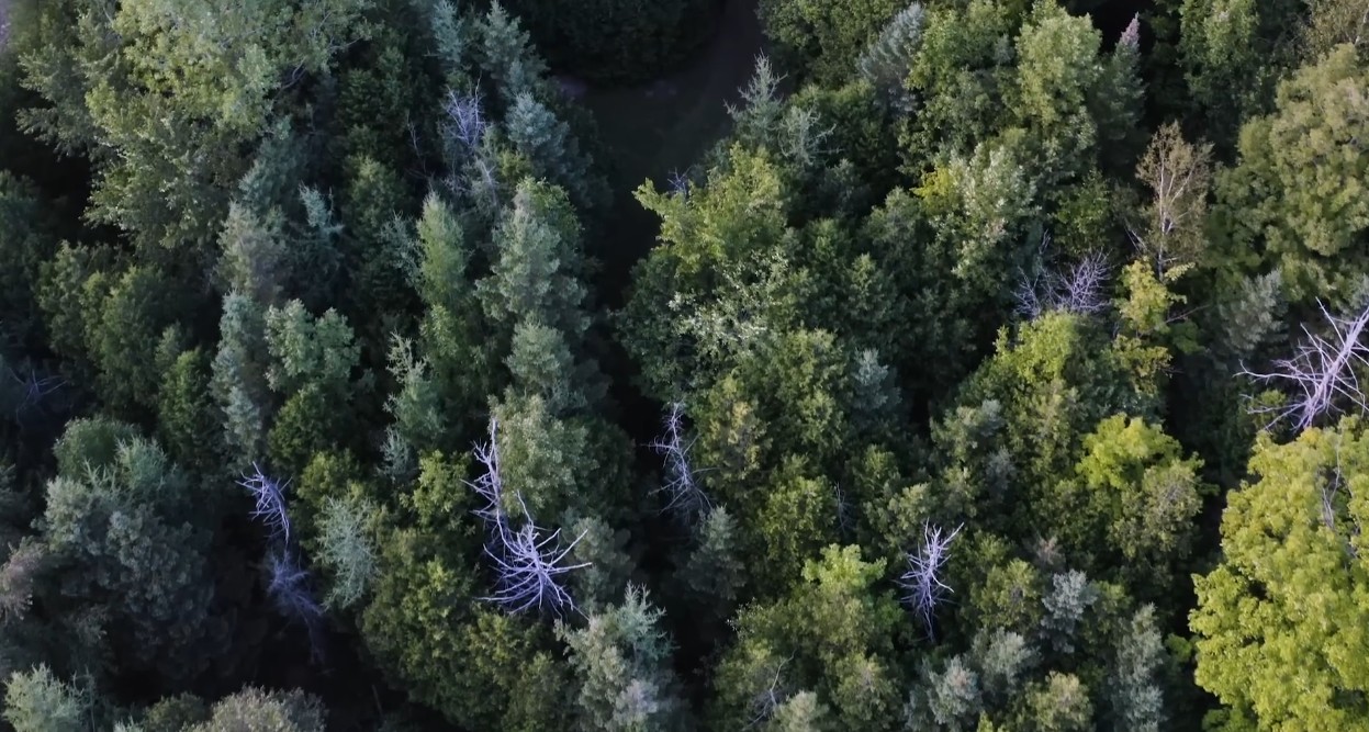 aerial trees
